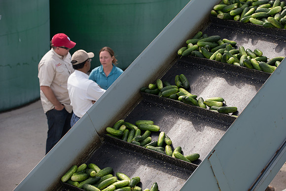 PicklingCucumber_Vlaspik_Processing_MI_0636