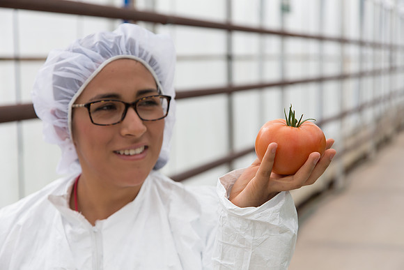 Tomato_Terero_MX_0094