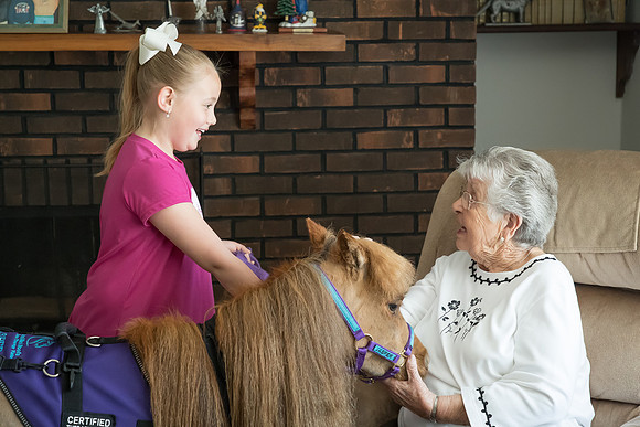 AmericasFarmers_HeartlandMiniHorses_296
