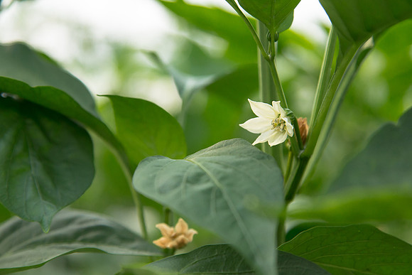 BellPepper_Luzon_MX_0015
