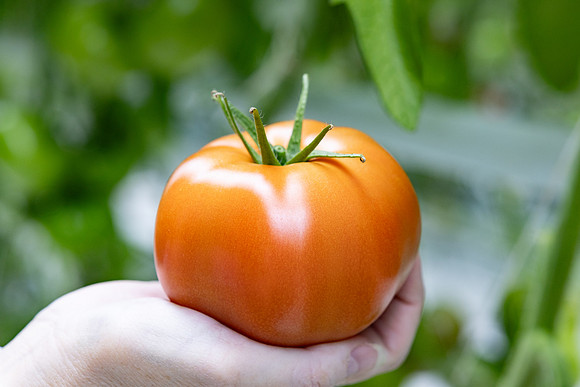 Tomatoes_DRTH5060_38