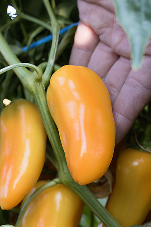 Pepper_Tapuni_35