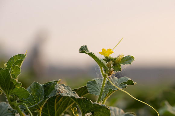 Seminis2021_AZ_1192