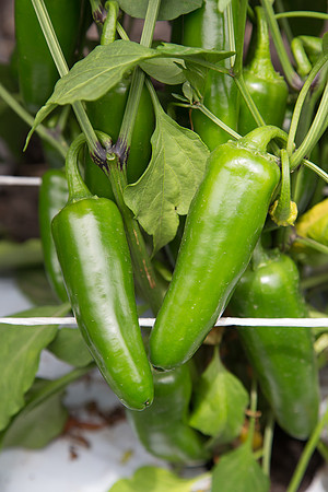 HotPepper_PS5807_MX_0018