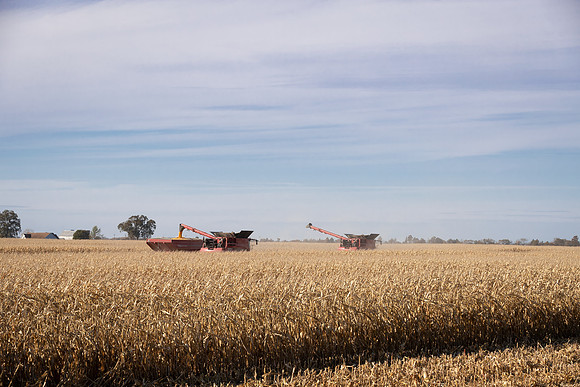 NL_Corn_Harvest_2019_c_219
