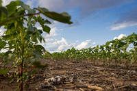 RRXCottonTexas_cdp_4227