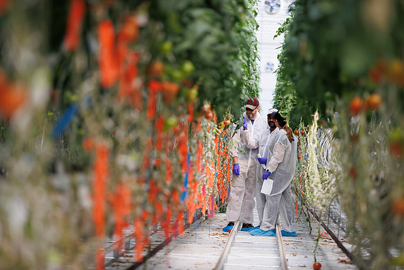 Tomato_DeRuiter_Kingsville_2022_524