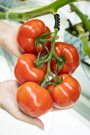 Tomatoes_DRTH1054_20