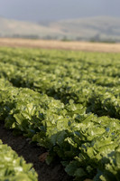Lettuce_SV2988LG_CA_0041