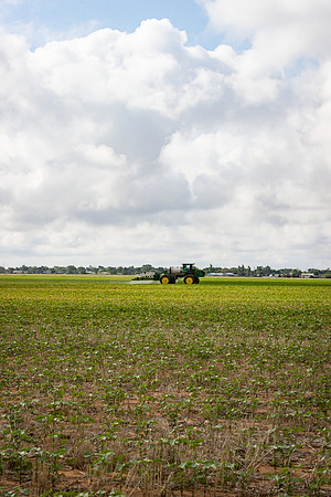 RRXCottonTexas_cdp_5320
