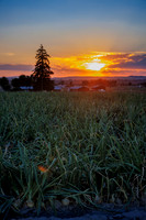 Seminis2022_Idaho_33