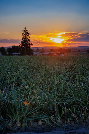 Seminis2022_Idaho_33