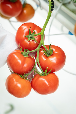 Tomatoes_DRTH1054_76