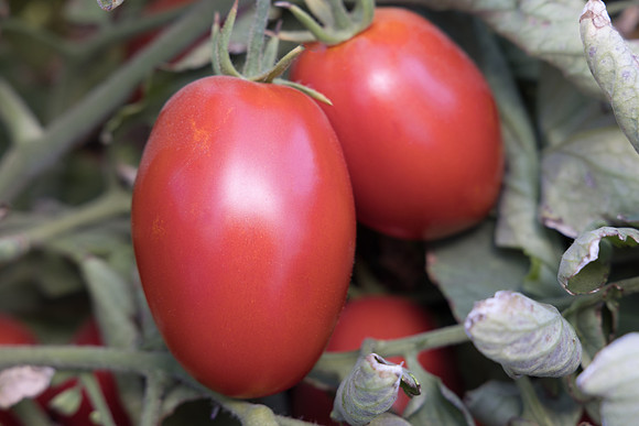 Tomato_N6473_39