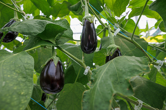 Eggplant_DeRuiter_2022_11
