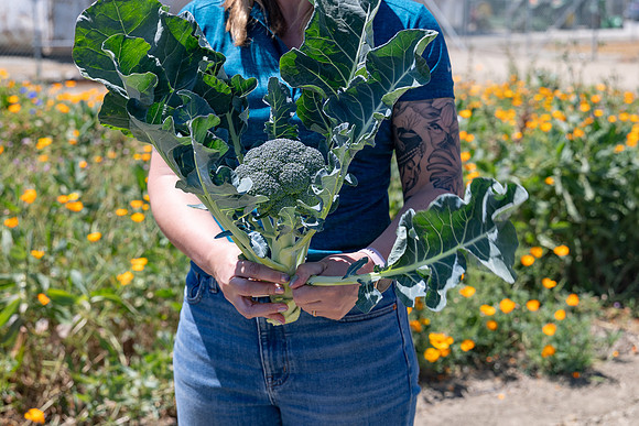 Skymark_Broccoli_62