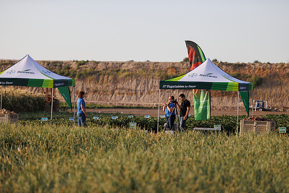 Seminis2022_Idaho_1571