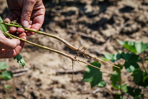 ThryvOn_2022_TurnageFarms_cdp_164