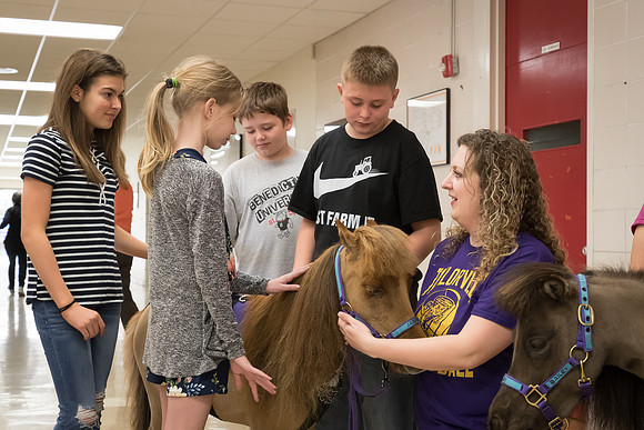 AmericasFarmers_HeartlandMiniHorses_542