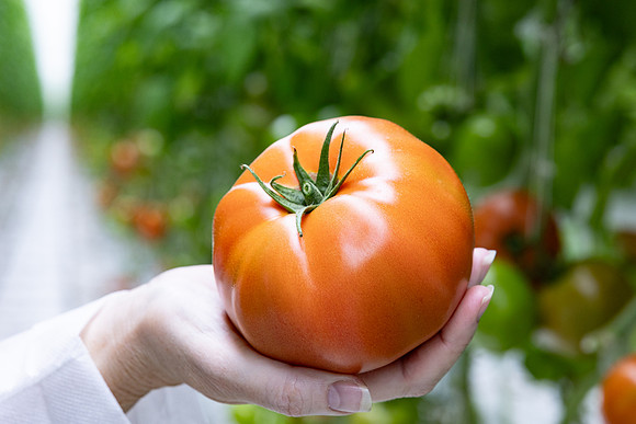 Tomatoes_DRTH5060_26