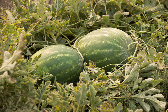 Watermelon_SVWA5203_CA_3