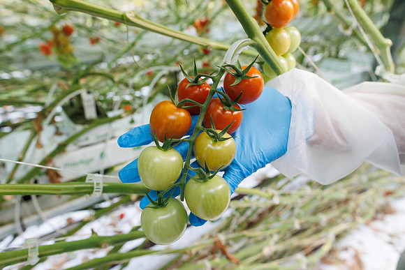 Tomato_Pelligrino_5