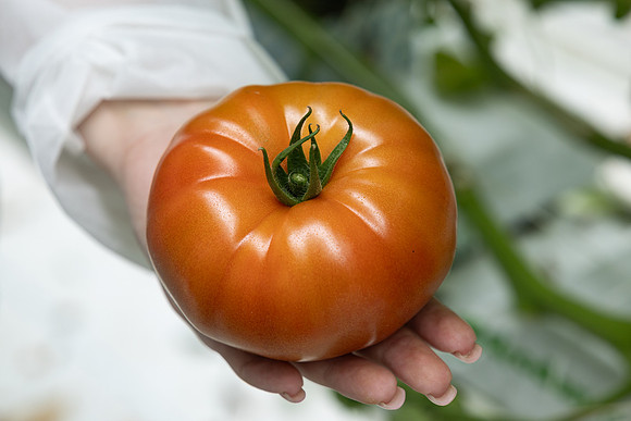 Tomatoes_DRTH5066_78