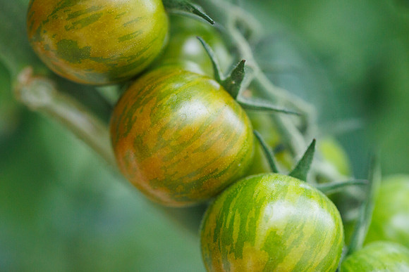 Tomato_Zebrino_17