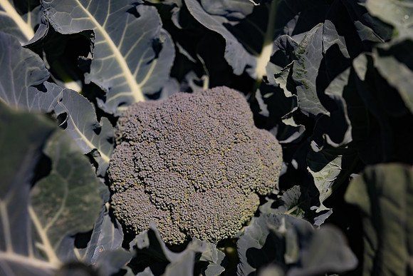 Skymark_Broccoli_40