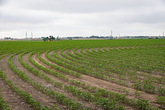 RRXCottonTexas_cdp_5010