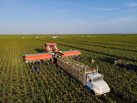 Seminis2022_FL_JEM_1212