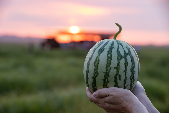 Seminis2021_AZ_37