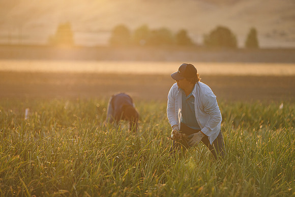 Seminis2022_Idaho_949