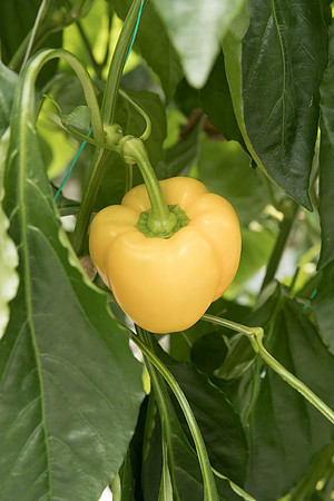 Peppers_DR1329PB_0035