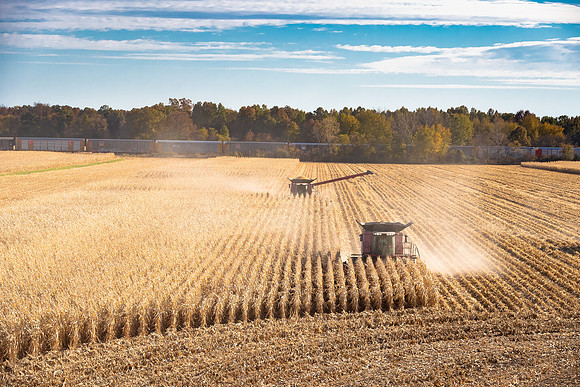 NL_Corn_Harvest_2019_c_429