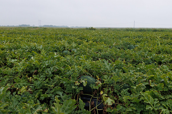 Seminis2022_FL_JEM_2373