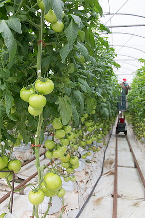 Tomato_Terero_MX_0086