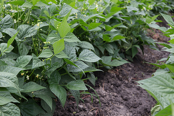 GreenBean_Giolli_MX_0025