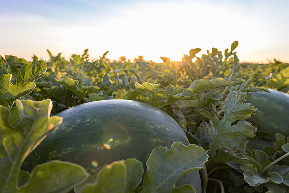 Watermelon_N800_31