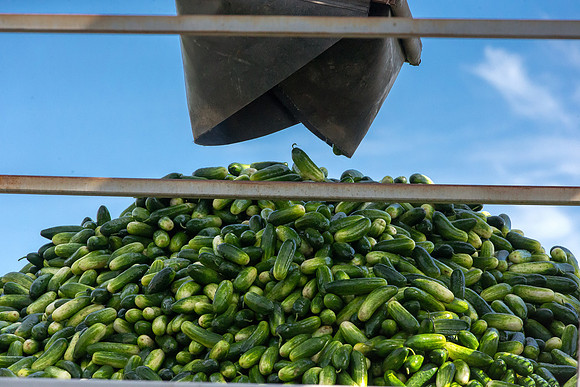 PicklingCucumber_Vlaspik_Processing_MI_0419