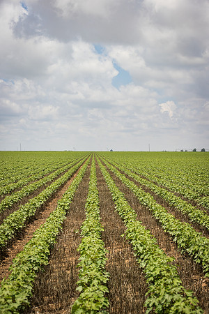 RRXCottonTexas_cdp_5438