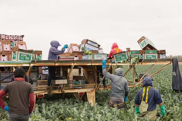 Broccoli_Harvest_CA_0028