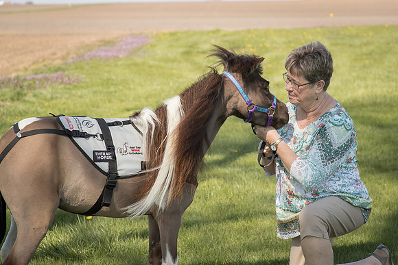 AmericasFarmers_HeartlandMiniHorses_701