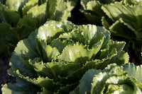 Lettuce_SV2988LG_CA_0057