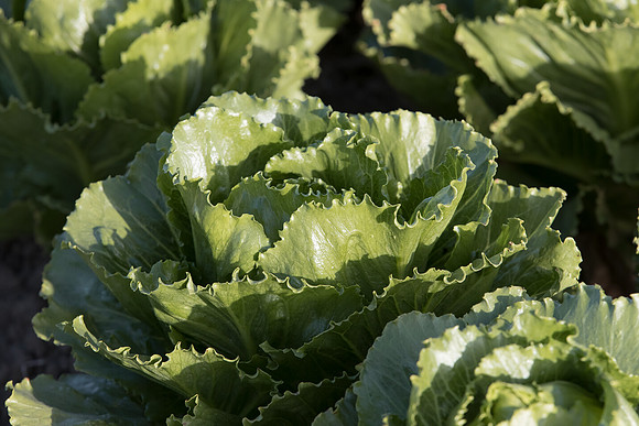Lettuce_SV2988LG_CA_0057