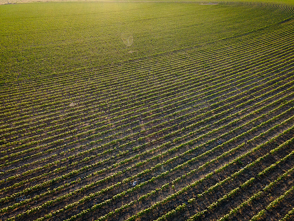 RRXCottonTexas_cdp_4421