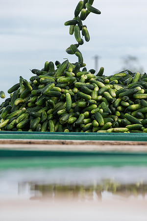 PicklingCucumber_Vlaspik_Processing_MI_0634