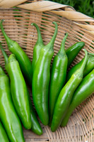 HotPepper_DonVincente_MX_0022