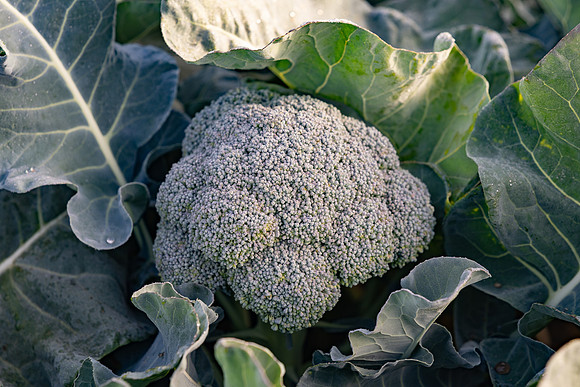 Eiffel_Brocolli_45