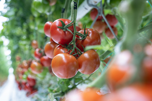 Tomatoes_DRTH1050_17